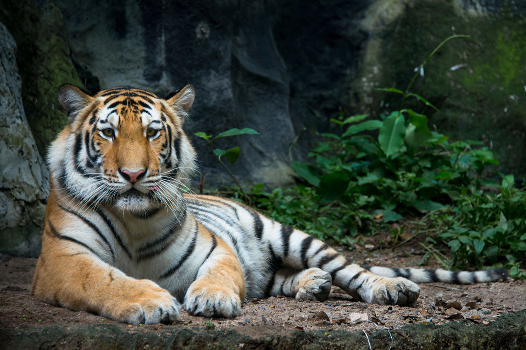 Liegender Tiger, Glasbild