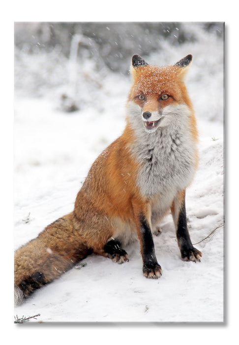 Pixxprint Fuchs im Schnee, Glasbild