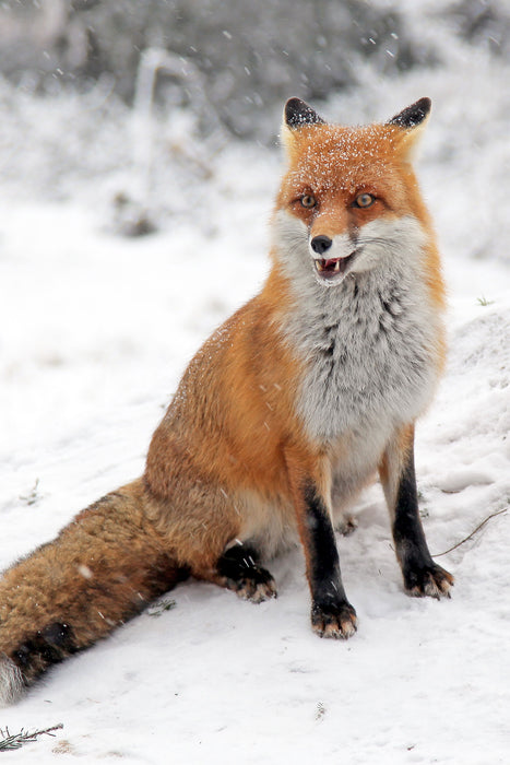 Fuchs im Schnee, Glasbild