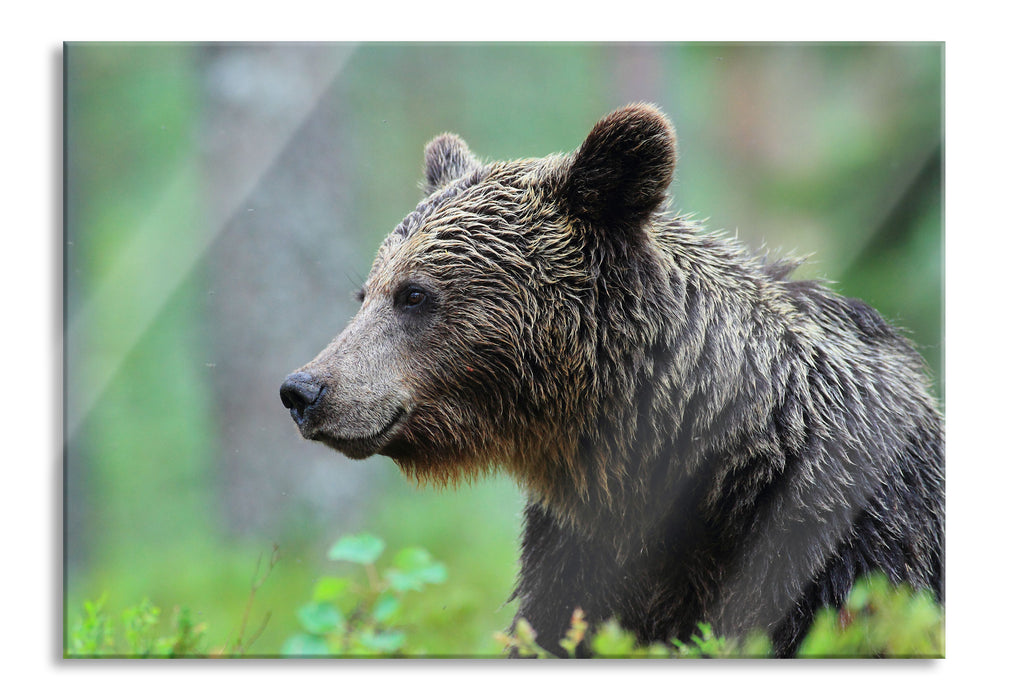 Kleiner Bär, Glasbild