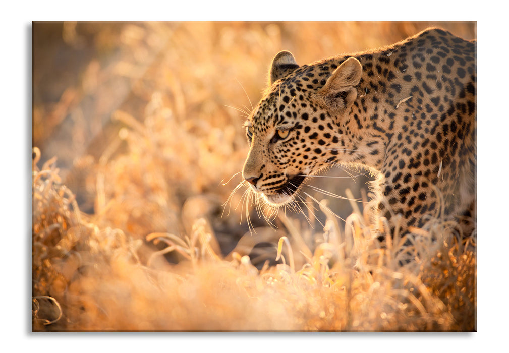 Jagender Leopard, Glasbild