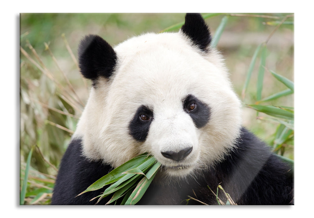 Pixxprint Pandabär frisst Bambus, Glasbild