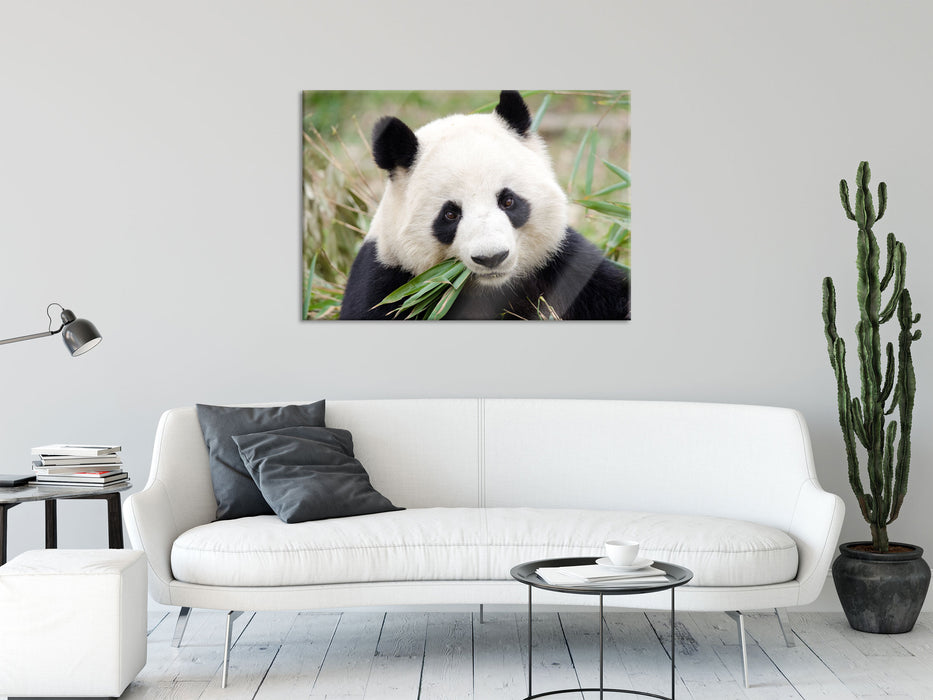 Pandabär frisst Bambus, Glasbild