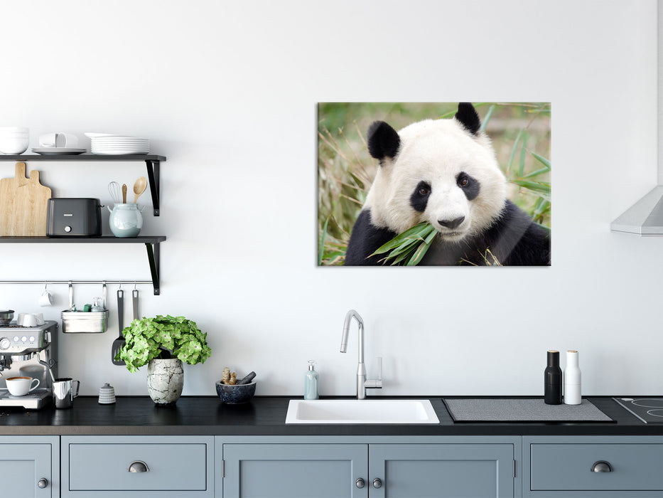 Pandabär frisst Bambus, Glasbild