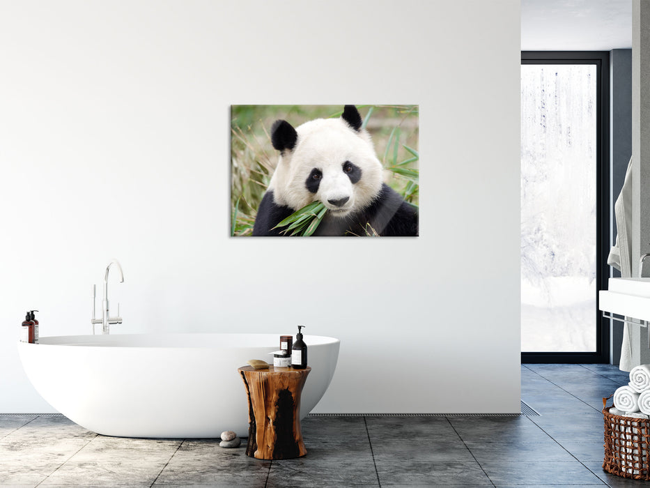 Pandabär frisst Bambus, Glasbild