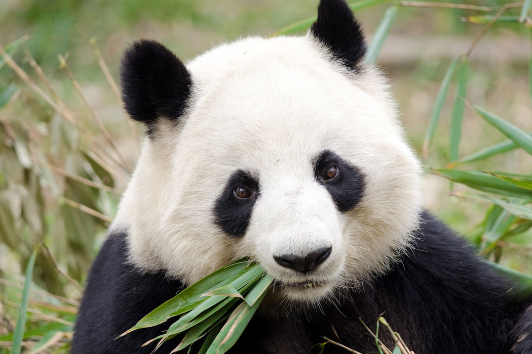 Pandabär frisst Bambus, Glasbild