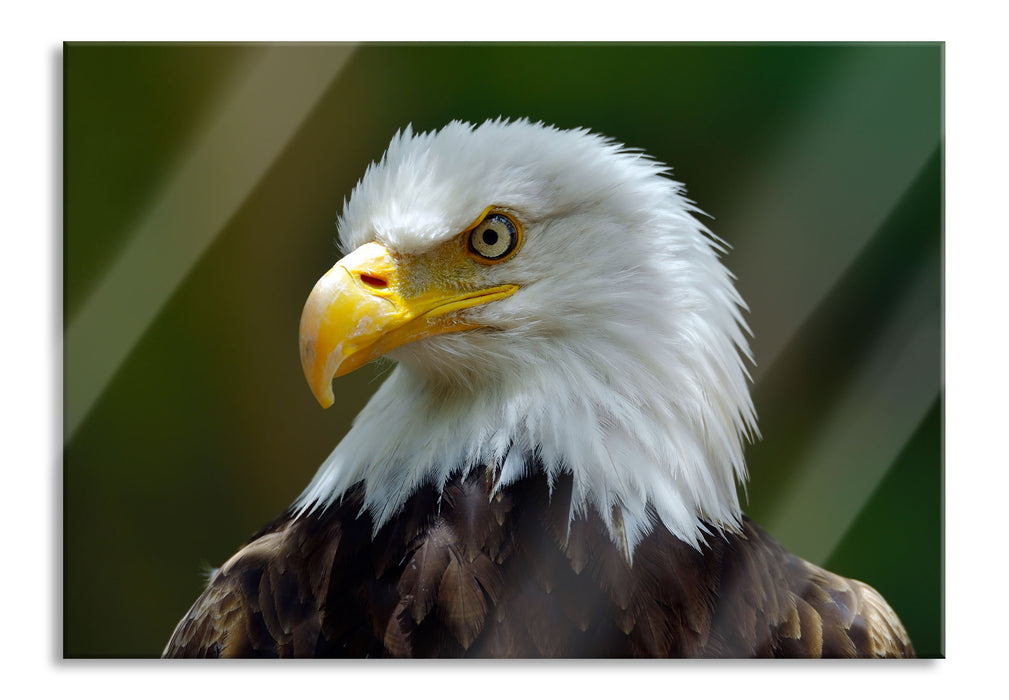 Pixxprint Mächtiger Weißkopfseeadler, Glasbild