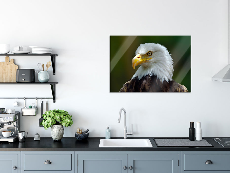 Mächtiger Weißkopfseeadler, Glasbild