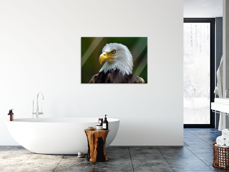 Mächtiger Weißkopfseeadler, Glasbild