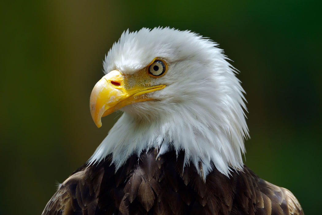 Mächtiger Weißkopfseeadler, Glasbild