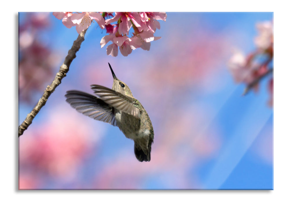 Pixxprint Kolibri an Kirschblüte, Glasbild