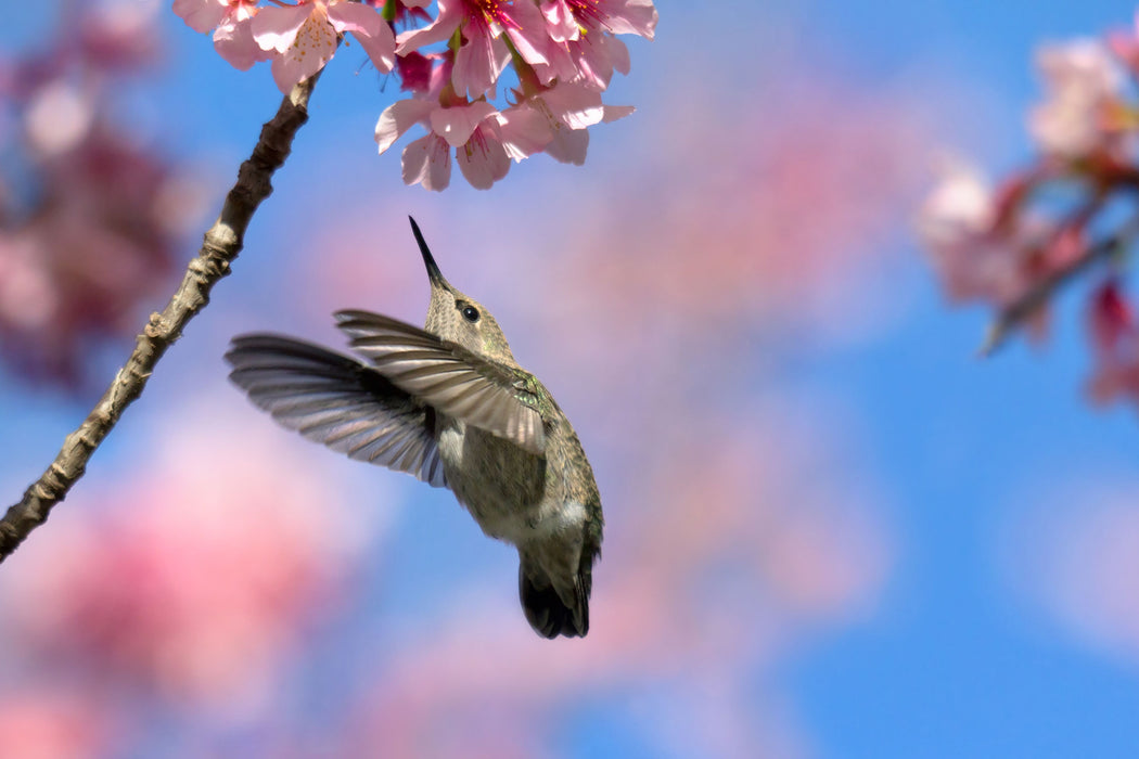 Kolibri an Kirschblüte, Glasbild