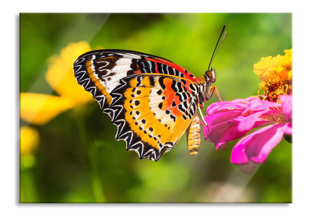 Pixxprint Schmetterling auf Blüte, Glasbild