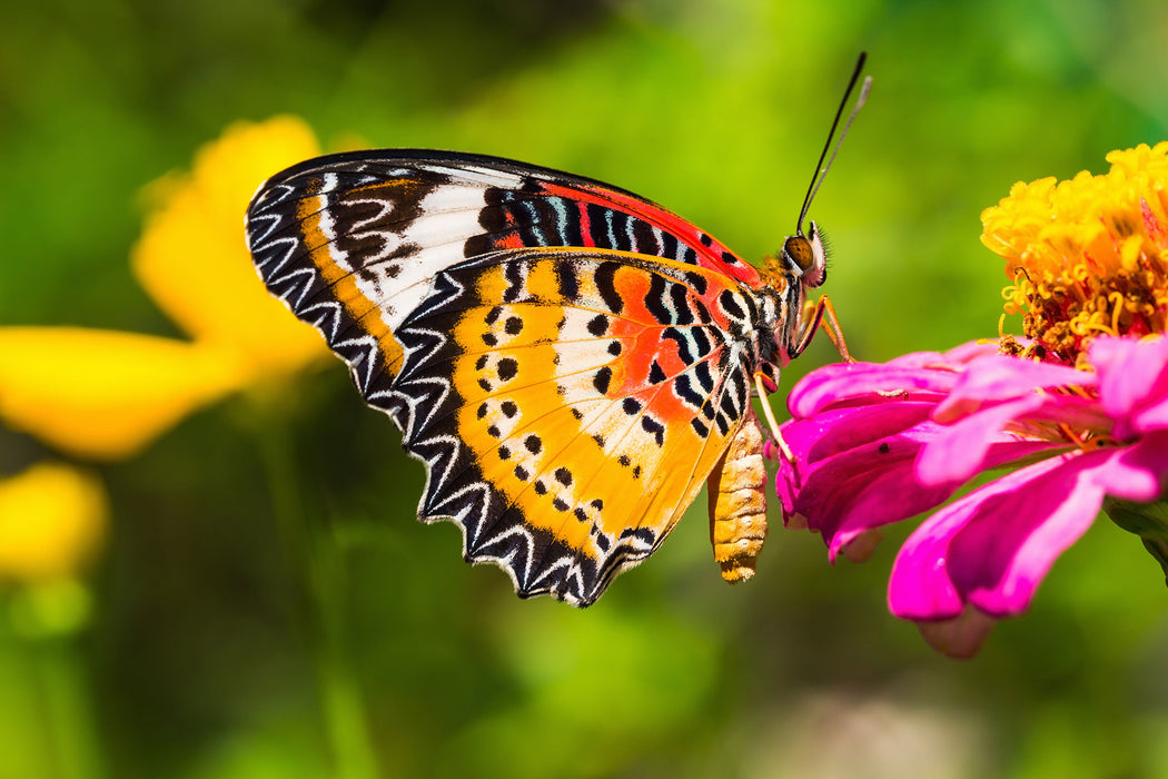 Schmetterling auf Blüte, Glasbild