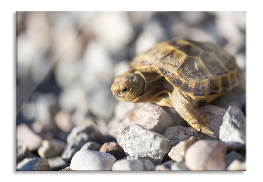 Pixxprint Kleine Schildkröte, Glasbild