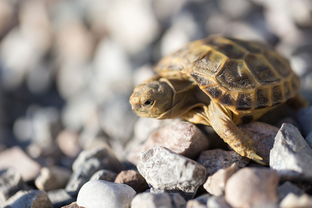 Kleine Schildkröte, Glasbild