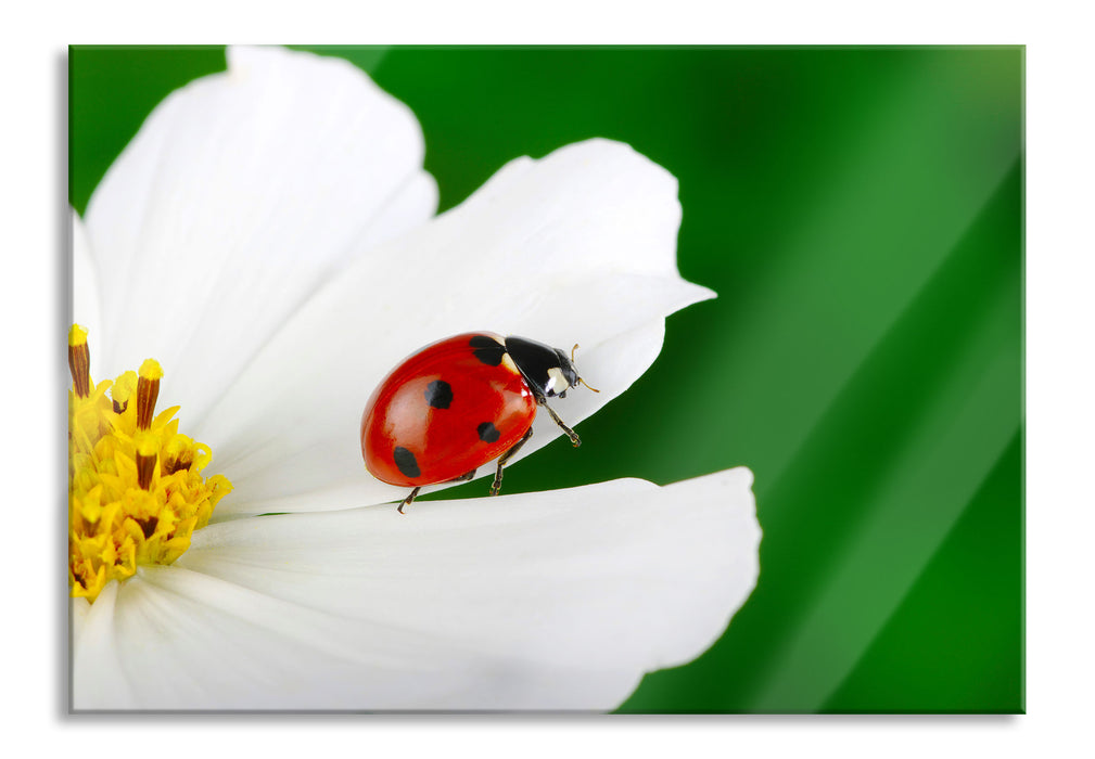 Marienkäfer auf Blüte, Glasbild