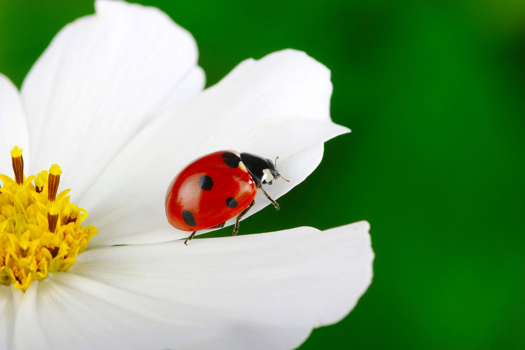 Marienkäfer auf Blüte, Glasbild