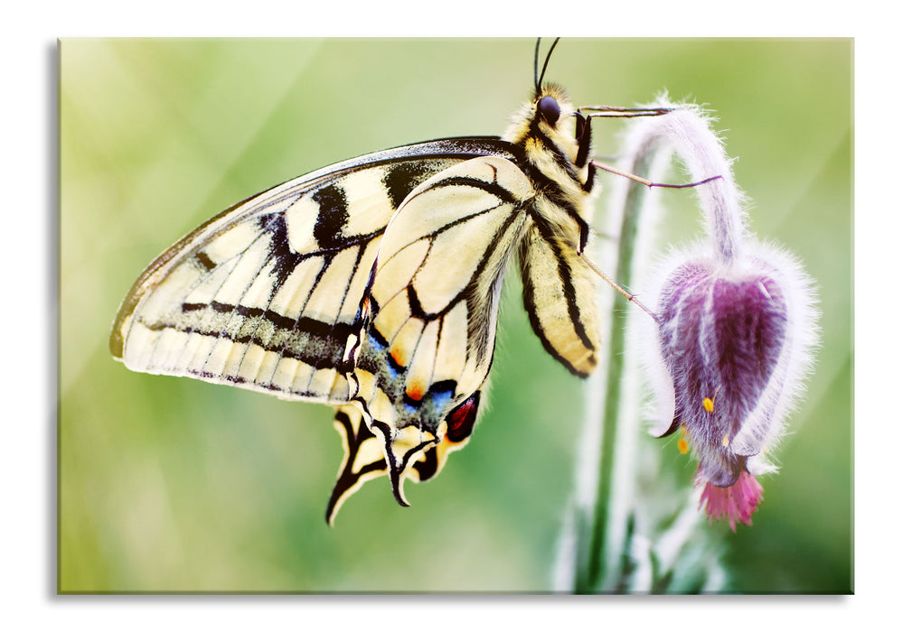 Pixxprint Schmetterling Schwalbenschwanz, Glasbild