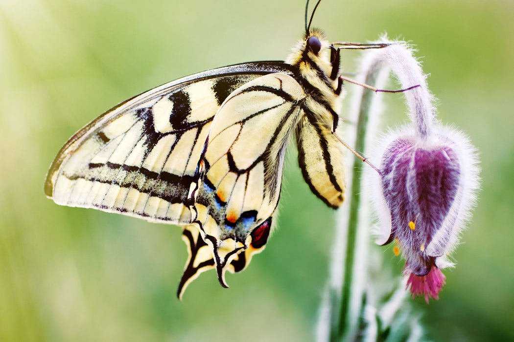 Schmetterling Schwalbenschwanz, Glasbild