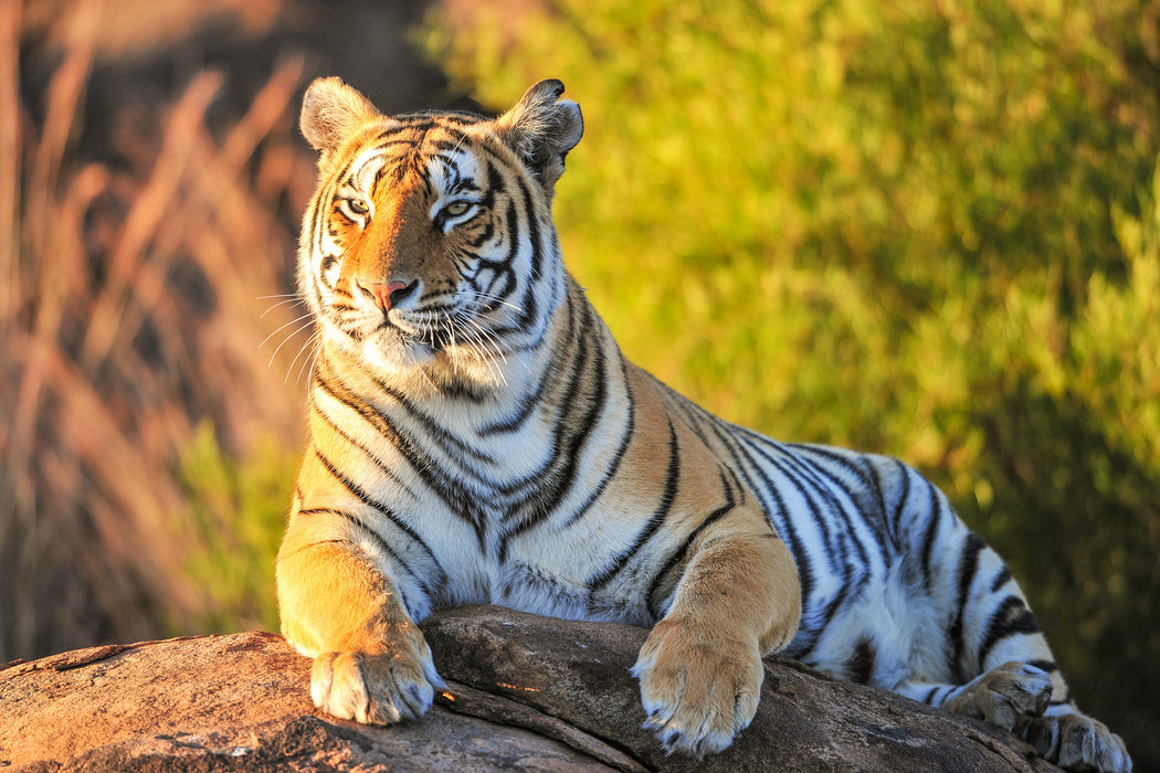 Stolzer Tiger, Glasbild