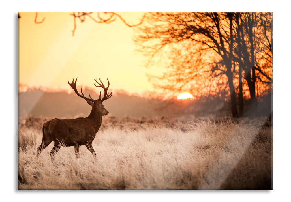 Pixxprint Hirsch im Sonnenuntergang, Glasbild