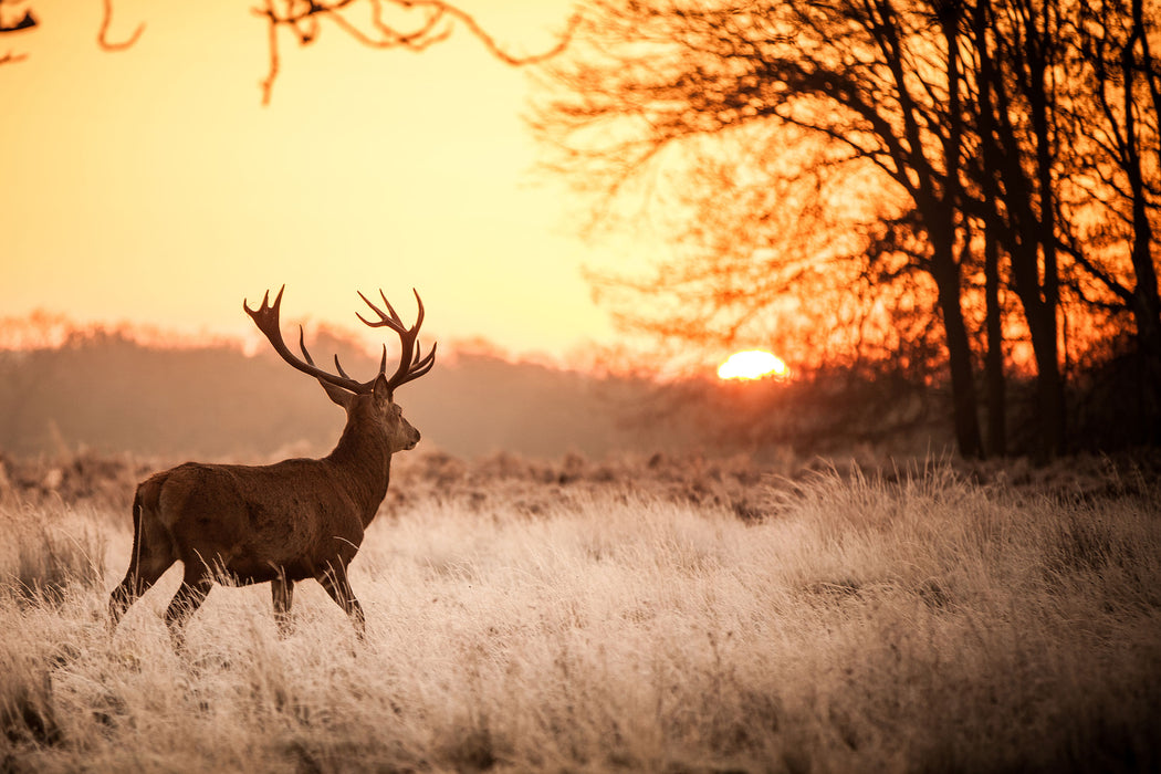 Hirsch im Sonnenuntergang, Glasbild