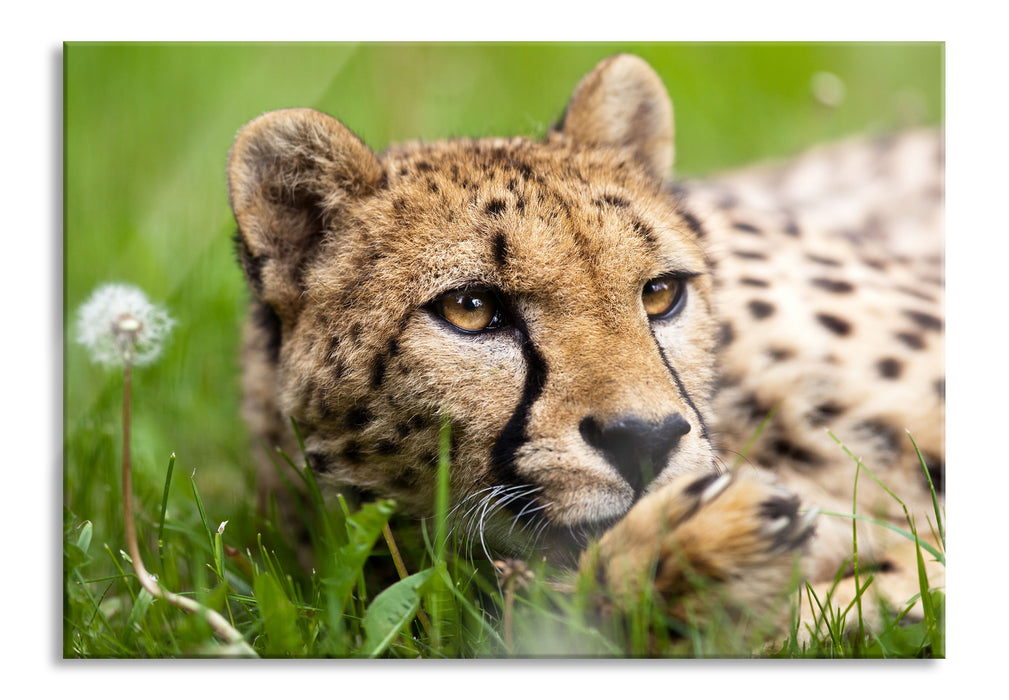 Pixxprint Gepard im Gras, Glasbild