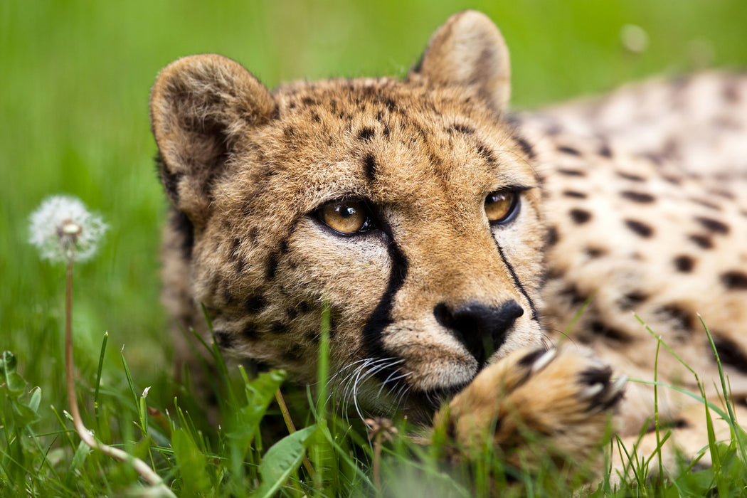 Gepard im Gras, Glasbild