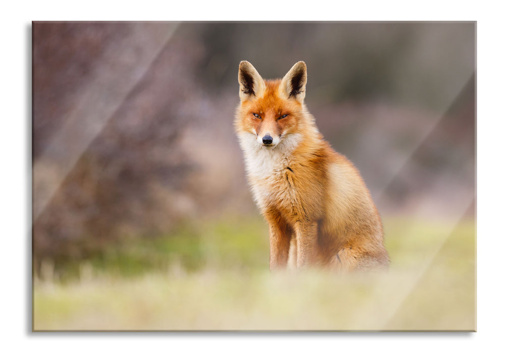 Pixxprint Listiger Fuchs, Glasbild