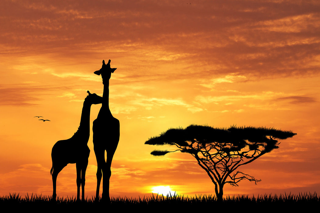 Giraffen im Sonnenuntergang, Glasbild