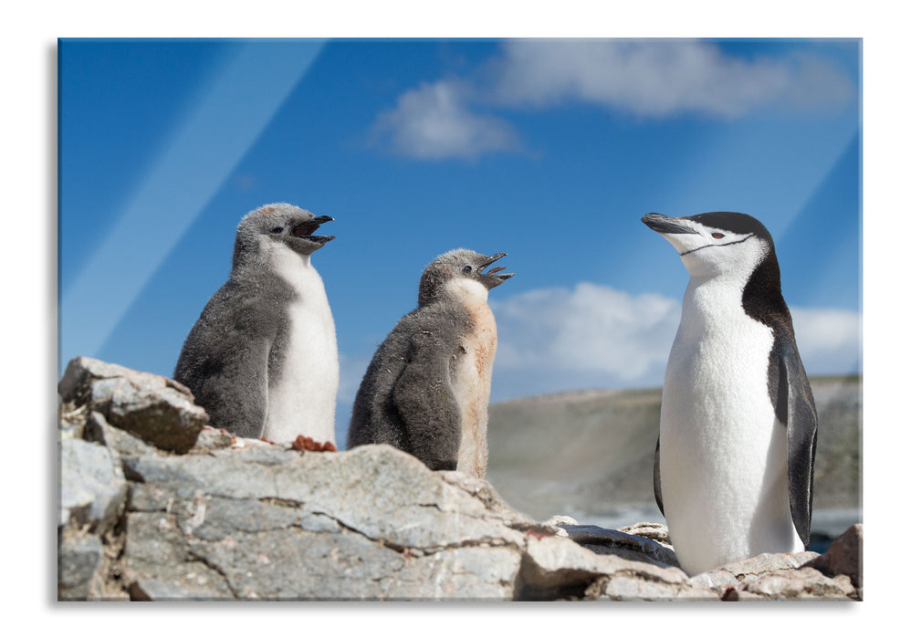 Pinguin mit süßen Küken, Glasbild