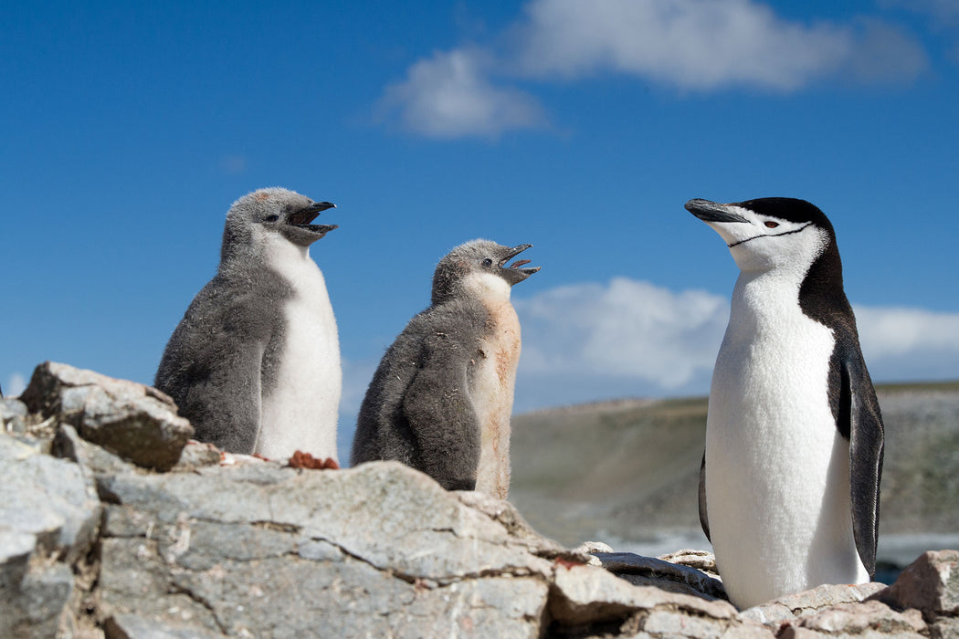 Pinguin mit süßen Küken, Glasbild