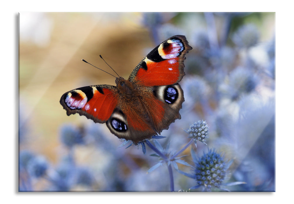 Pixxprint Schöner Schmetterling Pfauenauge, Glasbild