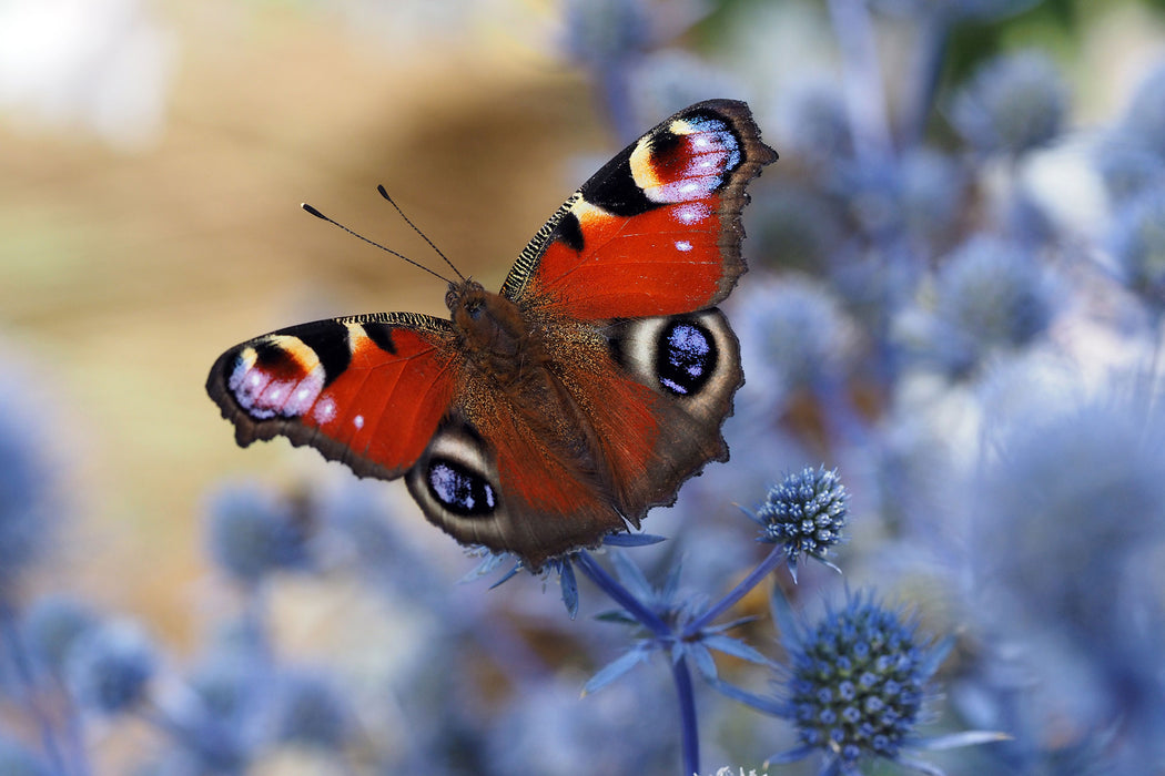 Schöner Schmetterling Pfauenauge, Glasbild