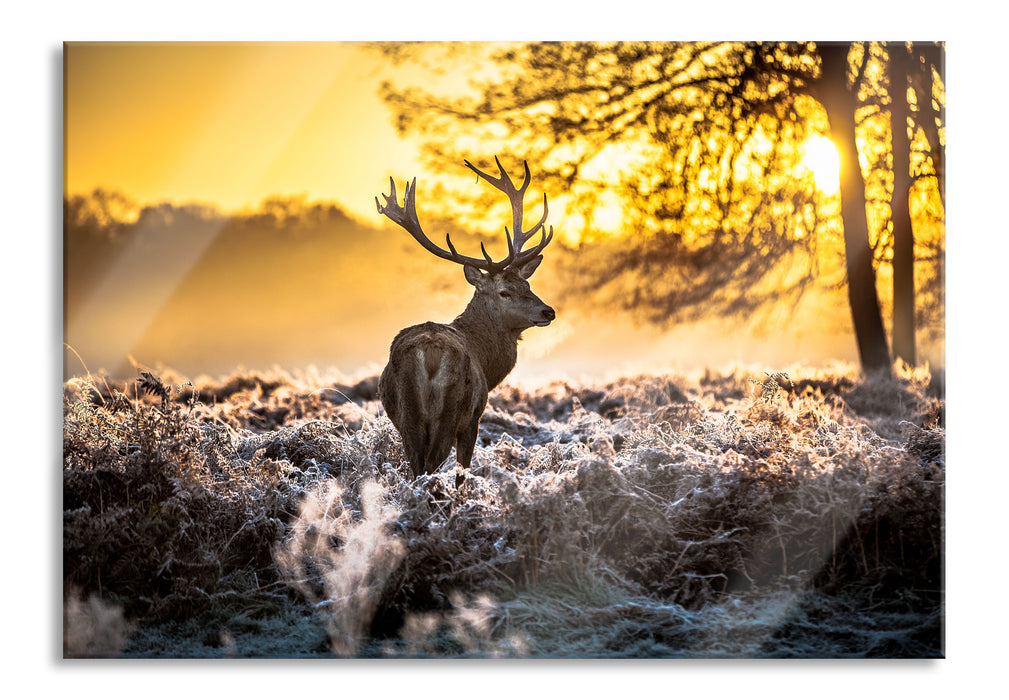 Hirsch im Wald, Glasbild