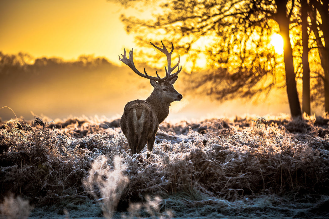 Hirsch im Wald, Glasbild