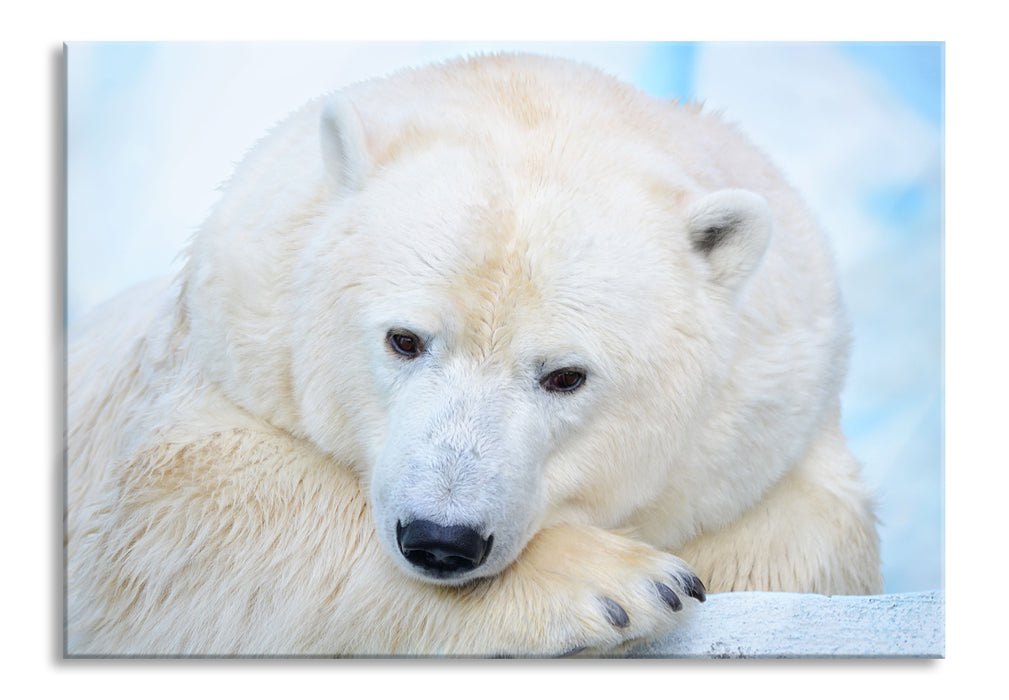 Nachdenklicher Eisbär, Glasbild