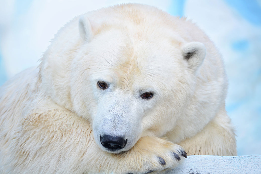 Nachdenklicher Eisbär, Glasbild