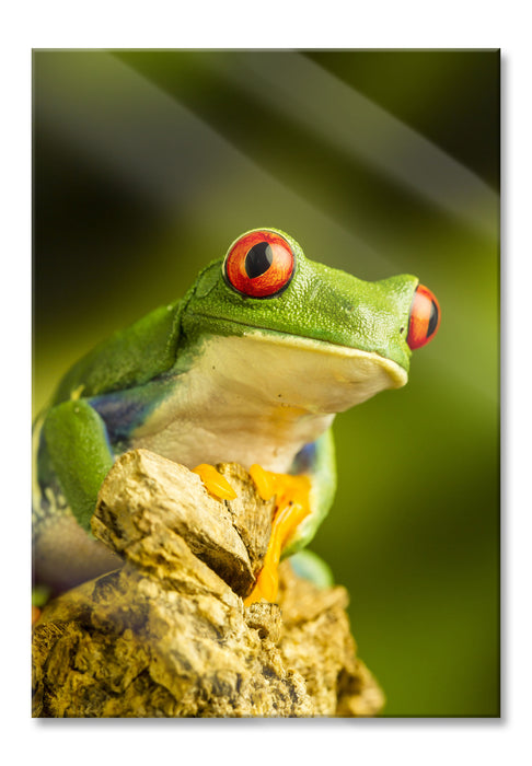 Grüner Rotaugen Frosch, Glasbild