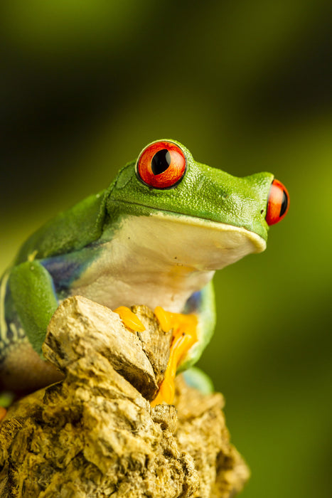 Grüner Rotaugen Frosch, Glasbild