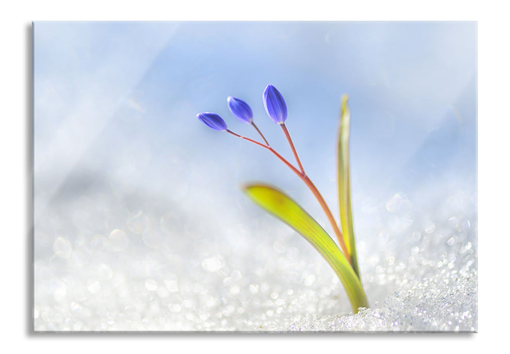 Pixxprint Blaue Knospen im Schnee, Glasbild