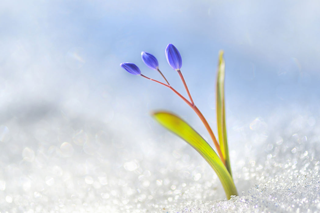 Blaue Knospen im Schnee, Glasbild