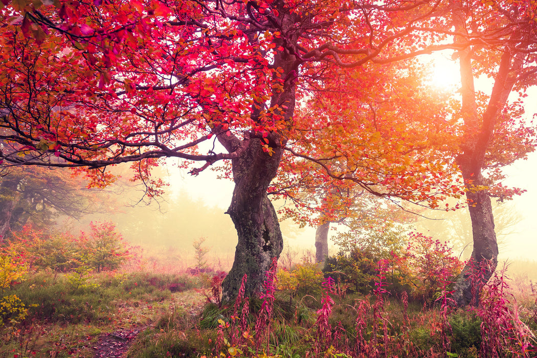 Traumhafte Herbstlandschaft, Glasbild