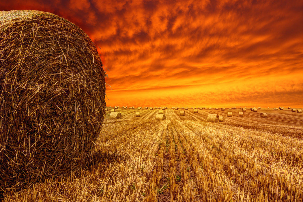 Feld im Sonnenuntergang, Glasbild