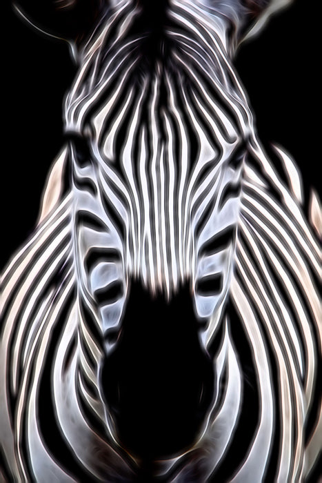 Zebra Porträt, Glasbild