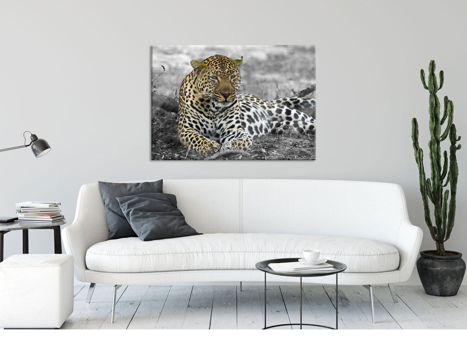 schöner Leopard liegt im Laub, Glasbild