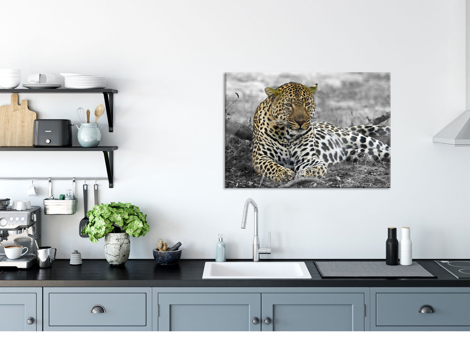 schöner Leopard liegt im Laub, Glasbild