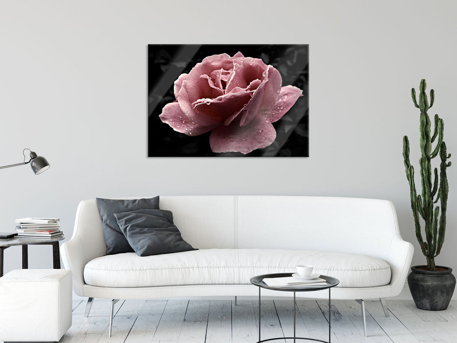 zarte rosafarbene Rosenblüte, Glasbild