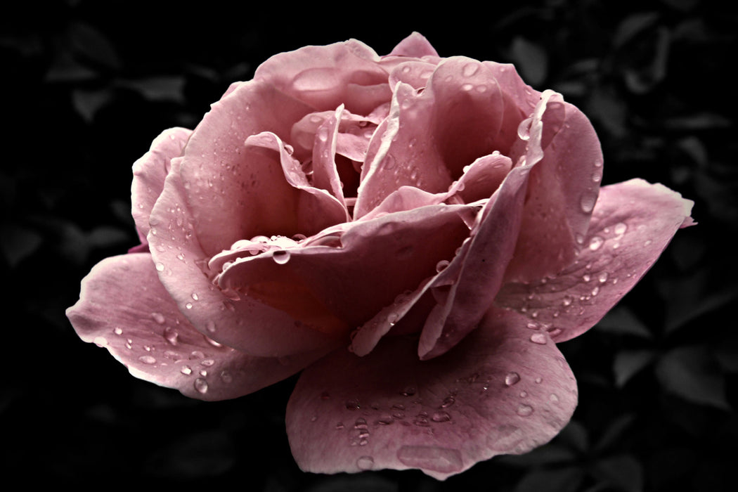 zarte rosafarbene Rosenblüte, Glasbild